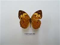 藏品(黃襟蛺蝶)的圖片